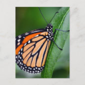 Monarch Butterfly Briefkaart (Voorkant)