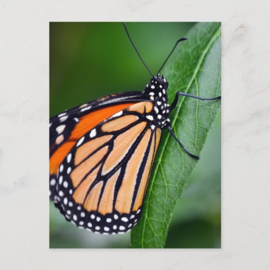 Monarch Butterfly Briefkaart (Voorkant)