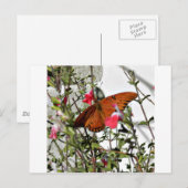 Monarch Butterfly Briefkaart (Voorkant / Achterkant)