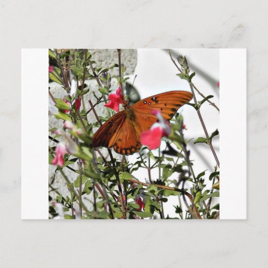 Monarch Butterfly Briefkaart (Voorkant)