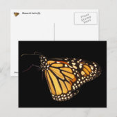 Monarch Butterfly Briefkaart (Voorkant / Achterkant)