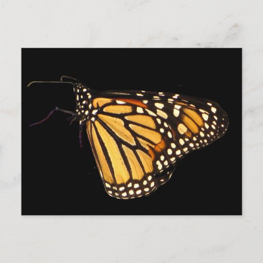 Monarch Butterfly Briefkaart (Voorkant)
