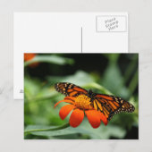 Monarch Butterfly Briefkaart (Voorkant / Achterkant)