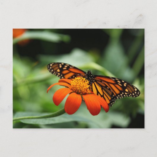 Monarch Butterfly Briefkaart (Voorkant)