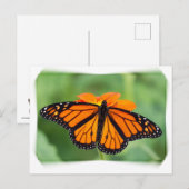 Monarch Butterfly Briefkaart (Voorkant / Achterkant)