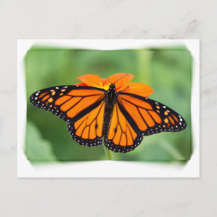Monarch Butterfly Briefkaart