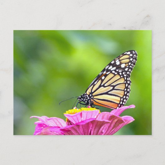 Monarch Butterfly Briefkaart (Voorkant)