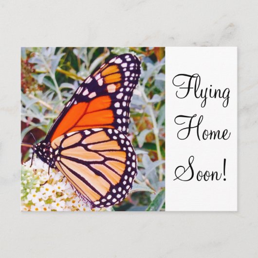 Monarch Butterfly Briefkaart (Voorkant)