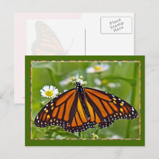 Monarch Butterfly Briefkaart (Voorkant / Achterkant)