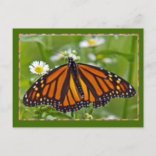 Monarch Butterfly Briefkaart