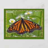 Monarch Butterfly Briefkaart (Voorkant)