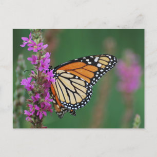Monarch Butterfly Briefkaart