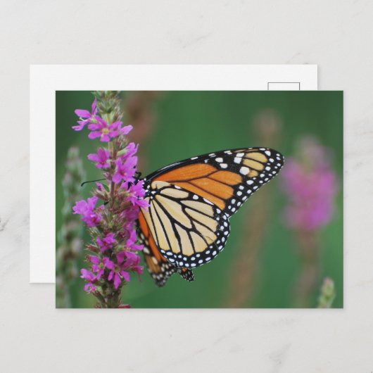 Monarch Butterfly Briefkaart (Voorkant / Achterkant)