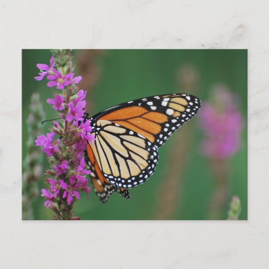 Monarch Butterfly Briefkaart (Voorkant)