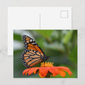 Monarch Butterfly Briefkaart (Voorkant / Achterkant)
