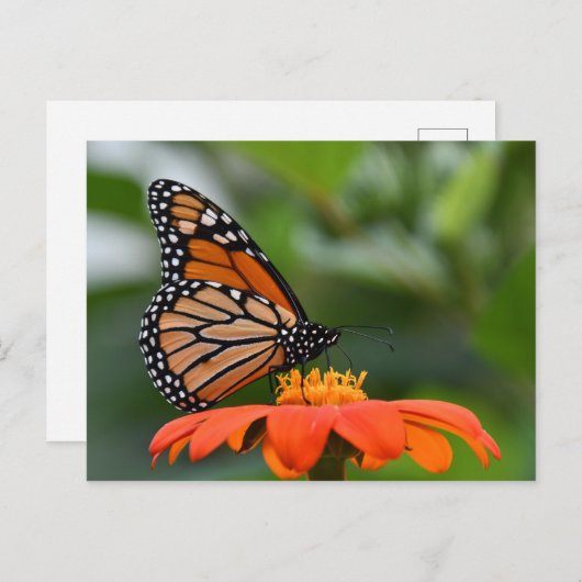 Monarch Butterfly Briefkaart (Voorkant / Achterkant)