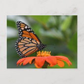 Monarch Butterfly Briefkaart (Voorkant)