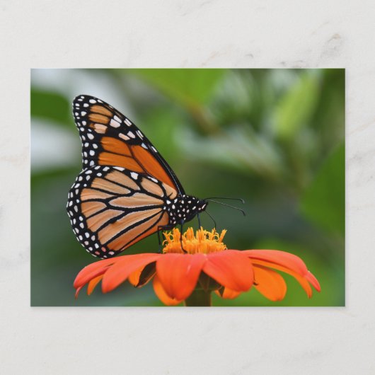 Monarch Butterfly Briefkaart (Voorkant)