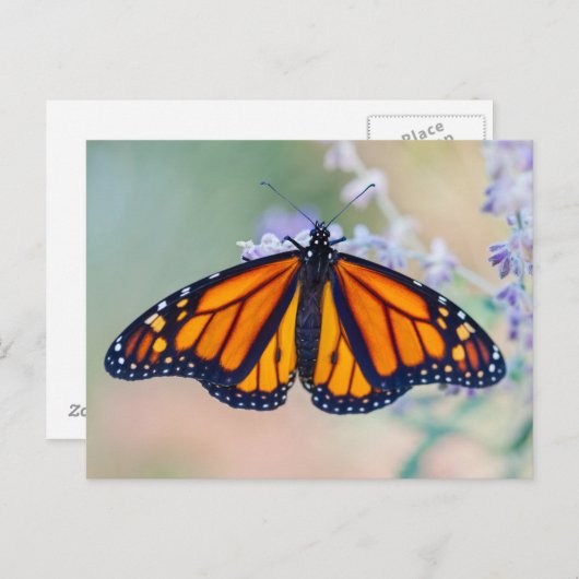 Monarch Butterfly Briefkaart (Voorkant / Achterkant)