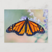 Monarch Butterfly Briefkaart (Voorkant)