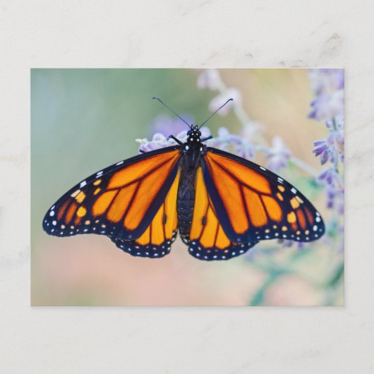 Monarch Butterfly Briefkaart (Voorkant)
