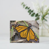 Monarch Butterfly Briefkaart (Staand voorkant)