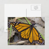 Monarch Butterfly Briefkaart (Voorkant / Achterkant)