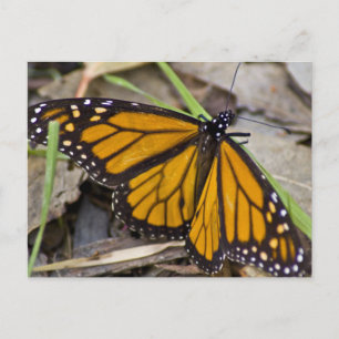 Monarch Butterfly Briefkaart
