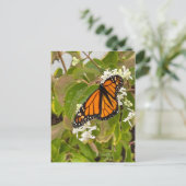 Monarch Butterfly Briefkaart (Staand voorkant)