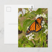Monarch Butterfly Briefkaart (Voorkant / Achterkant)