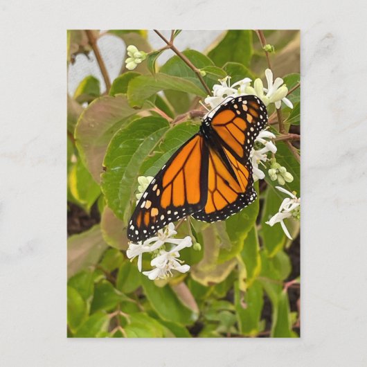 Monarch Butterfly Briefkaart (Voorkant)