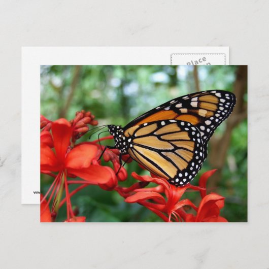 Monarch Butterfly Briefkaart (Voorkant / Achterkant)
