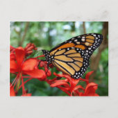 Monarch Butterfly Briefkaart (Voorkant)