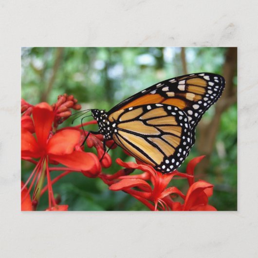 Monarch Butterfly Briefkaart (Voorkant)