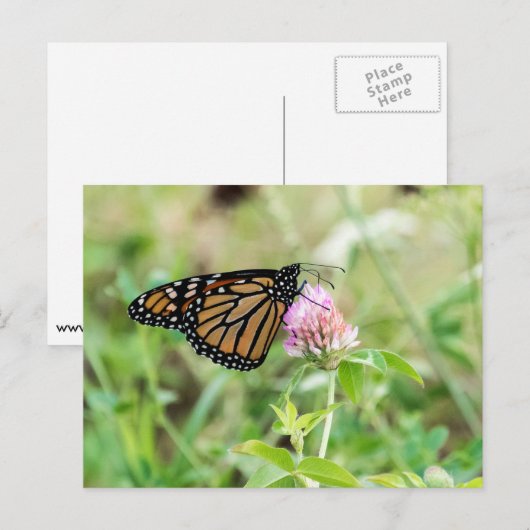 Monarch Butterfly Briefkaart (Voorkant / Achterkant)