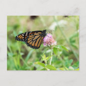 Monarch Butterfly Briefkaart (Voorkant)