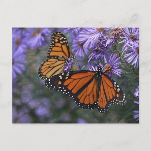 Monarch Butterfly Briefkaart (Voorkant)