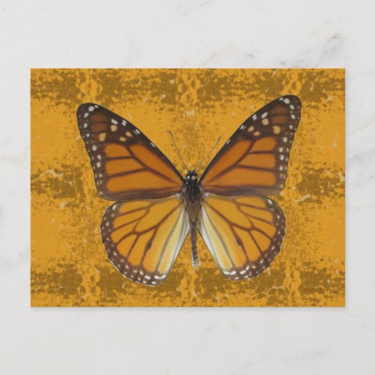 Monarch Butterfly Briefkaart (Voorkant)