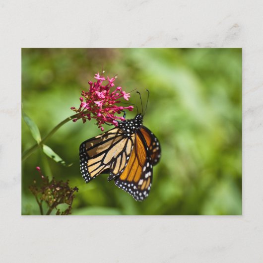 Monarch Butterfly Briefkaart (Voorkant)