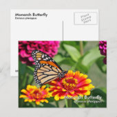 Monarch Butterfly Briefkaart (Voorkant / Achterkant)