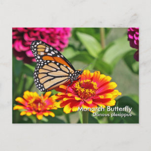Monarch Butterfly Briefkaart