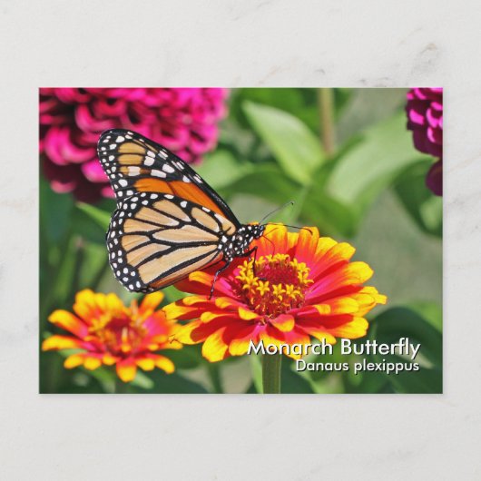 Monarch Butterfly Briefkaart (Voorkant)