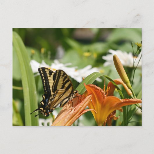 Monarch Butterfly Briefkaart (Voorkant)