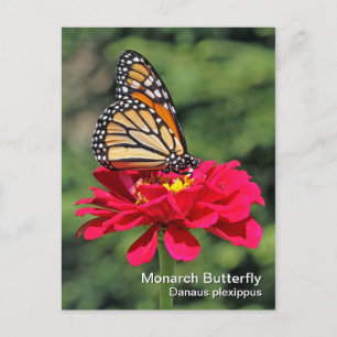 Monarch Butterfly Briefkaart