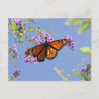 Monarch Butterfly Briefkaart