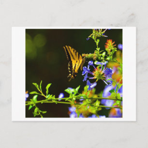 Monarch Butterfly briefkaart