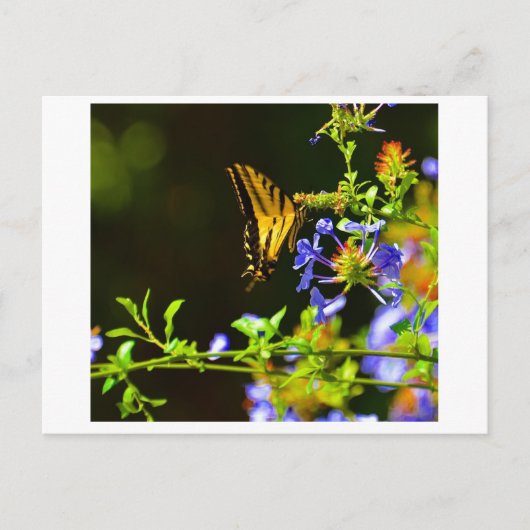 Monarch Butterfly briefkaart (Voorkant)