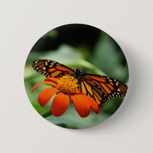Monarch Butterfly Button (Voorkant)