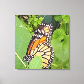 Monarch Butterfly — Canvas (Voorkant)