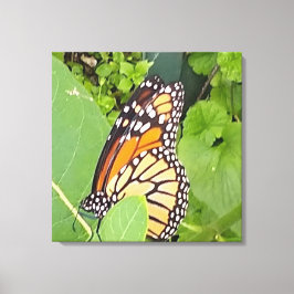 Monarch Butterfly — Canvas